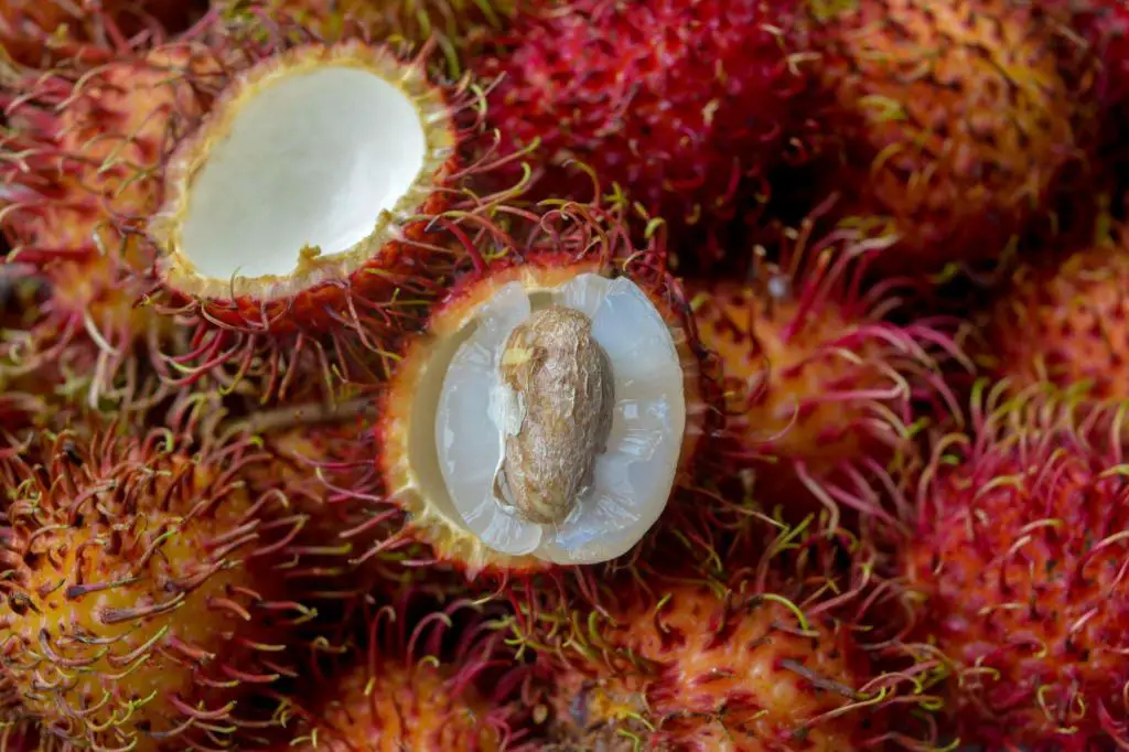 rambutan skin