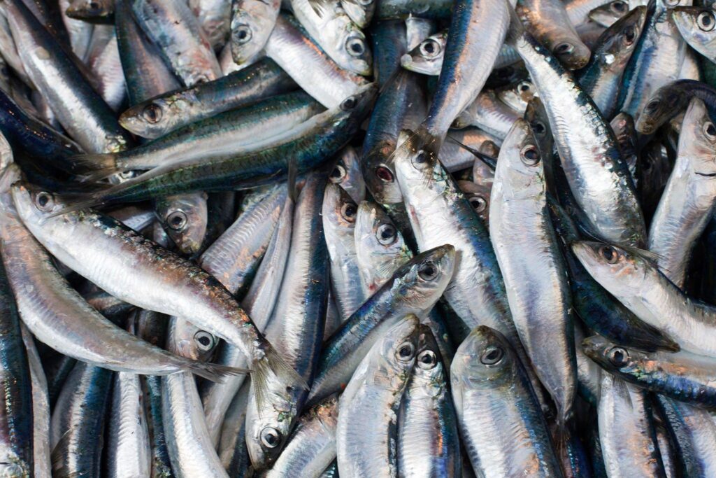sardine fish raw