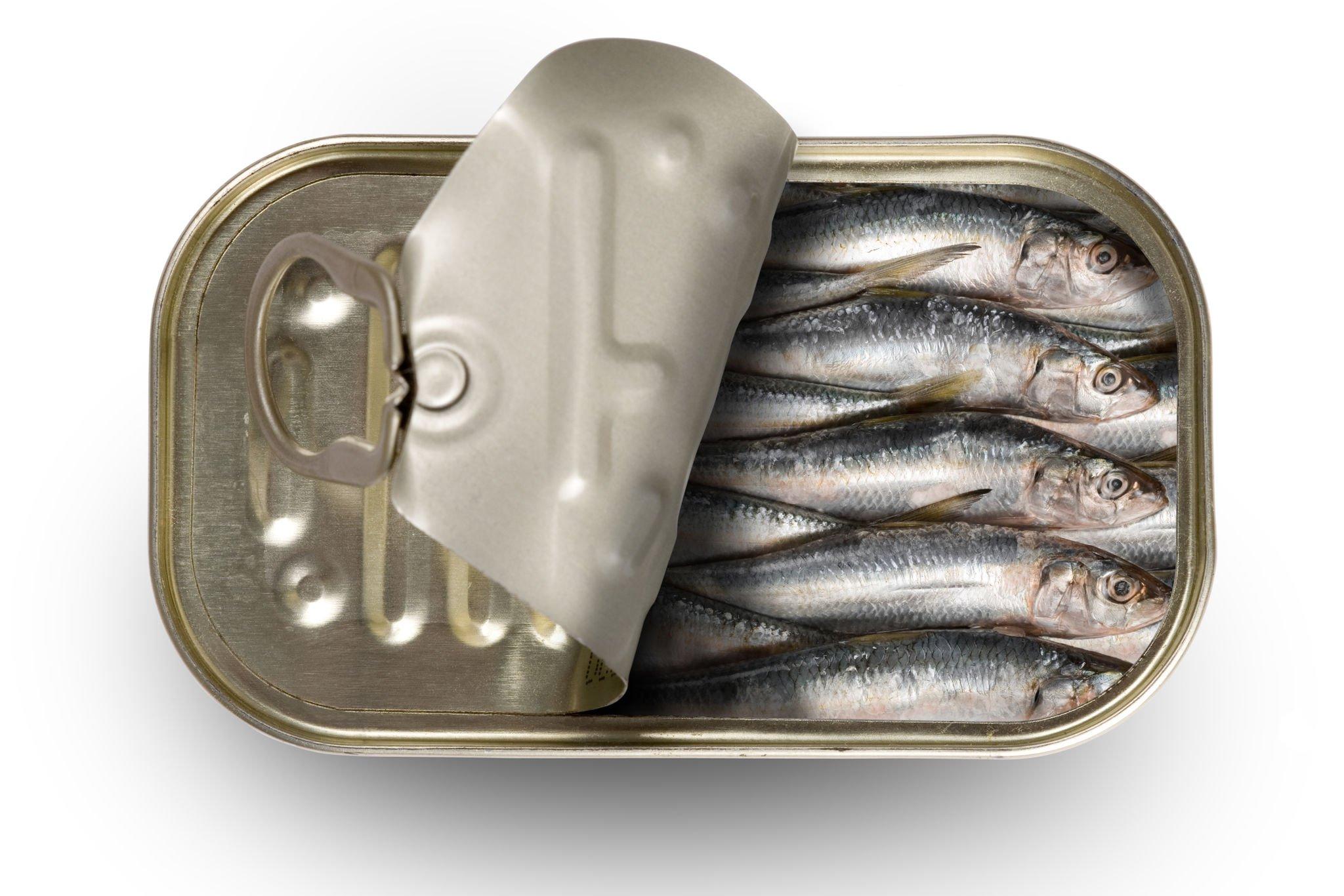 sardine fish