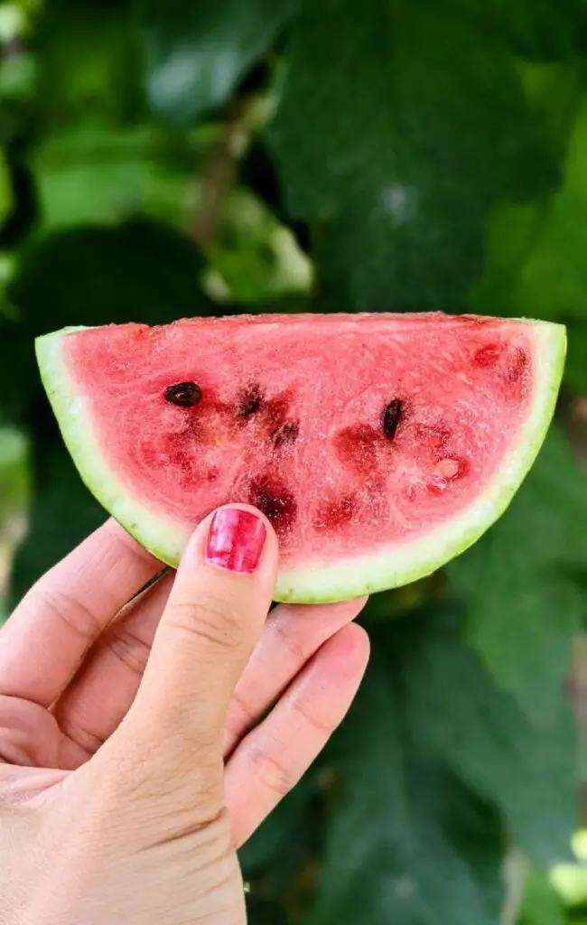 ripe watermelon