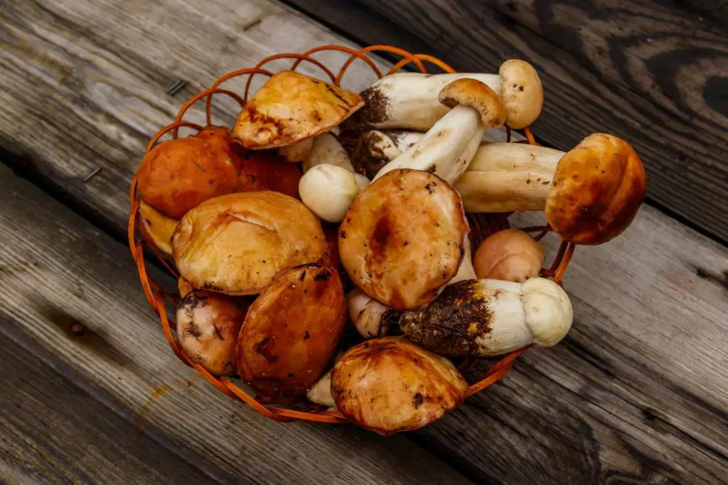 freshly picked mushrooms