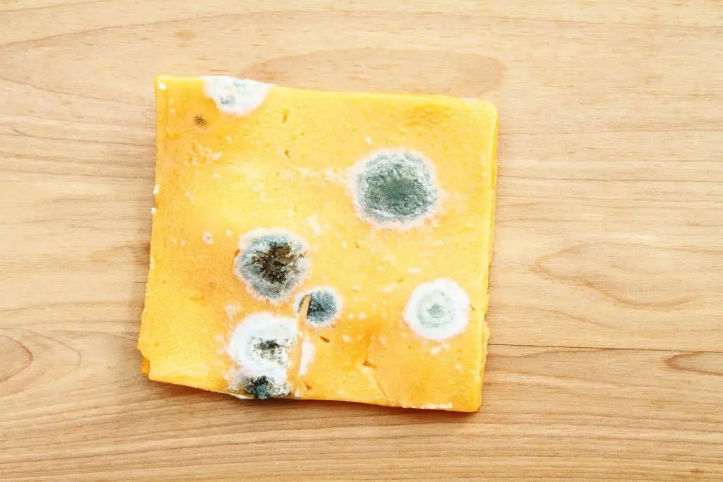 moldy yellow cheddar cheese