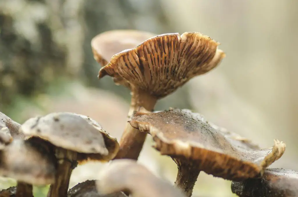 mushrooms wild