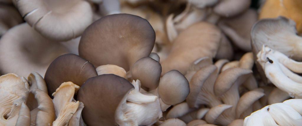 oyster mushrooms