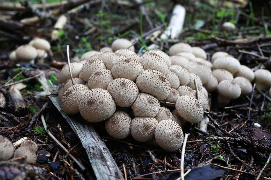 puffball mushrooms