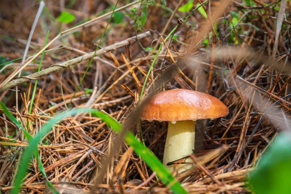 slippery jack mushrooms