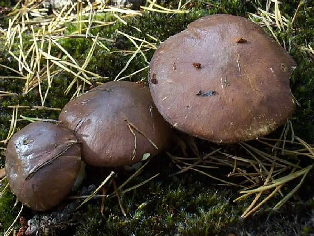slippery jack suillus luteus mushrooms