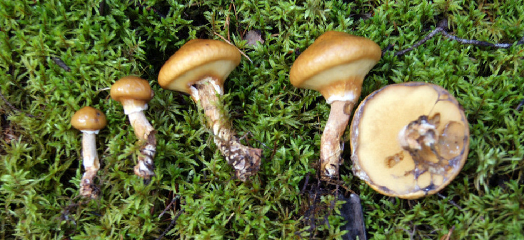 slippery jill mushrooms