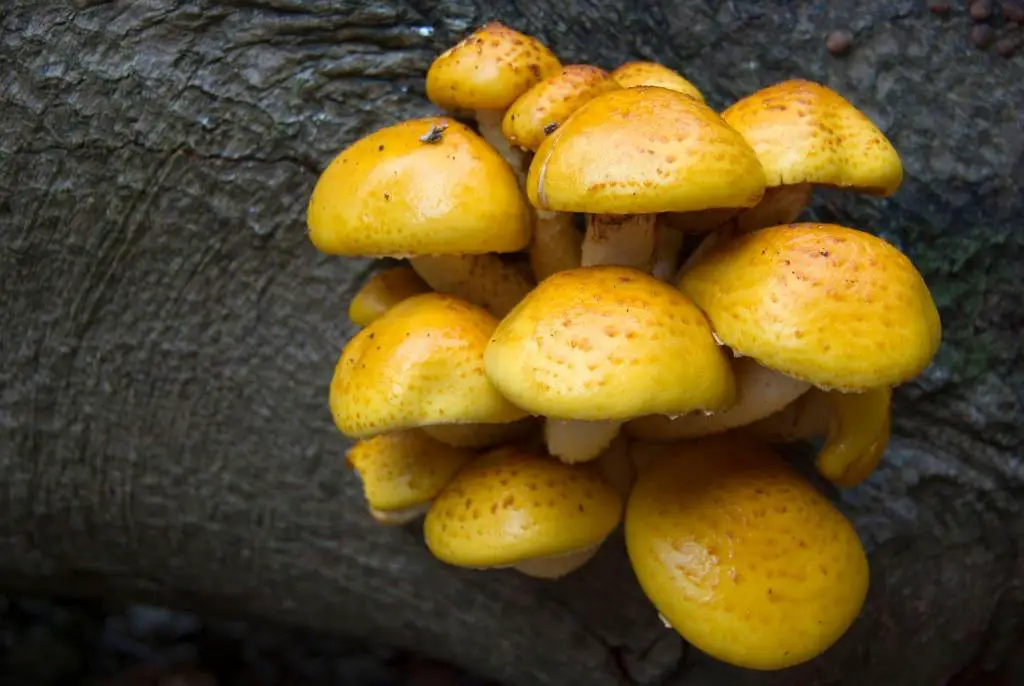 toxic pholiota mushroom