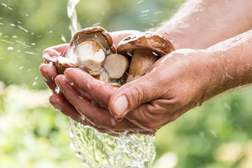 washing mushrooms