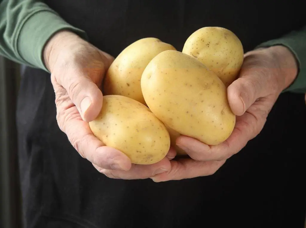 yukon gold potatoes in hands