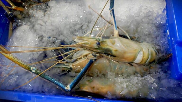 Can You Eat Prawns 48 Hours After Defrosting?