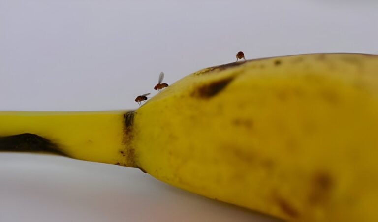 How to Keep Fruit Flies off of Bananas (5 Simple Tips)