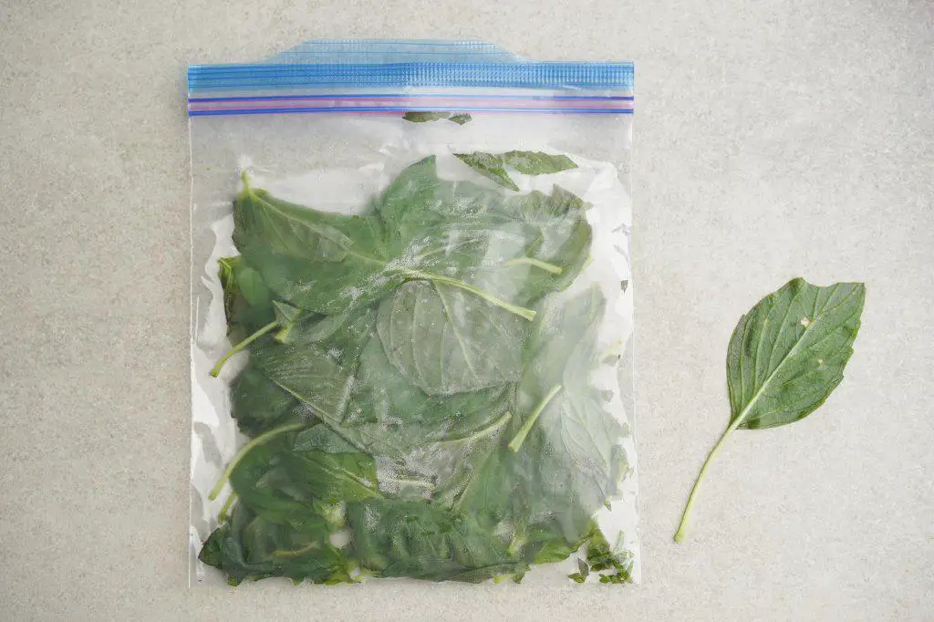 how to store fresh basil leaves fridge