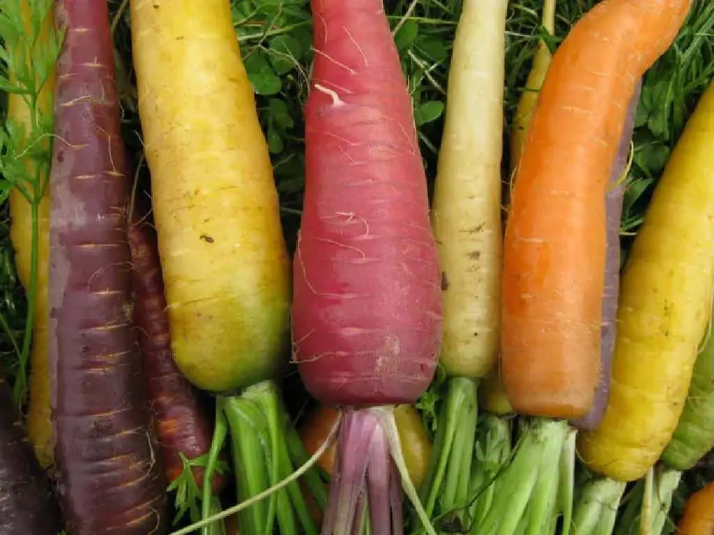 carrot different colours