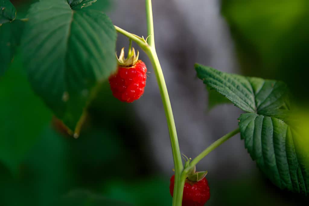 sweet raspberries on a bush farm