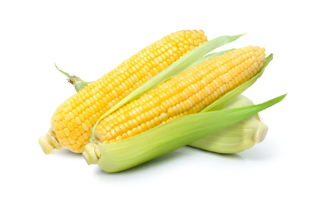 fresh sweet corn