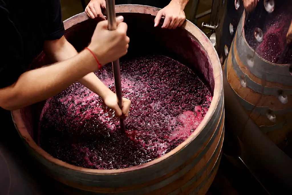 plunging the grapes cap to-extract color