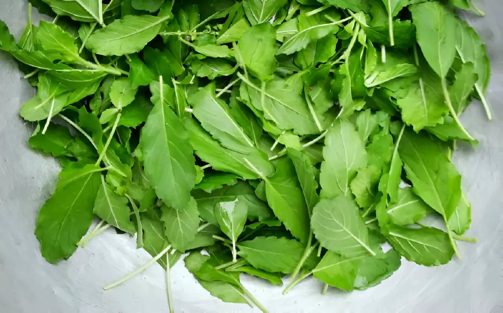 basil leaves food preparation