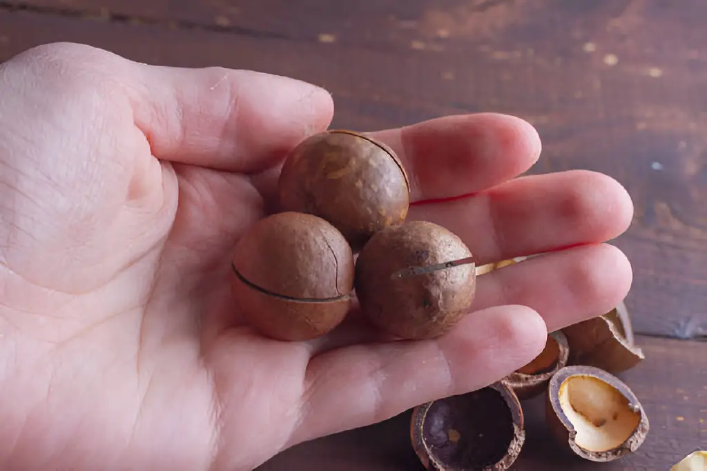 delicious brown round macadamia nuts