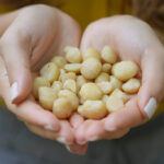 macadamia nuts close up holding-a-handful of macadamia nuts