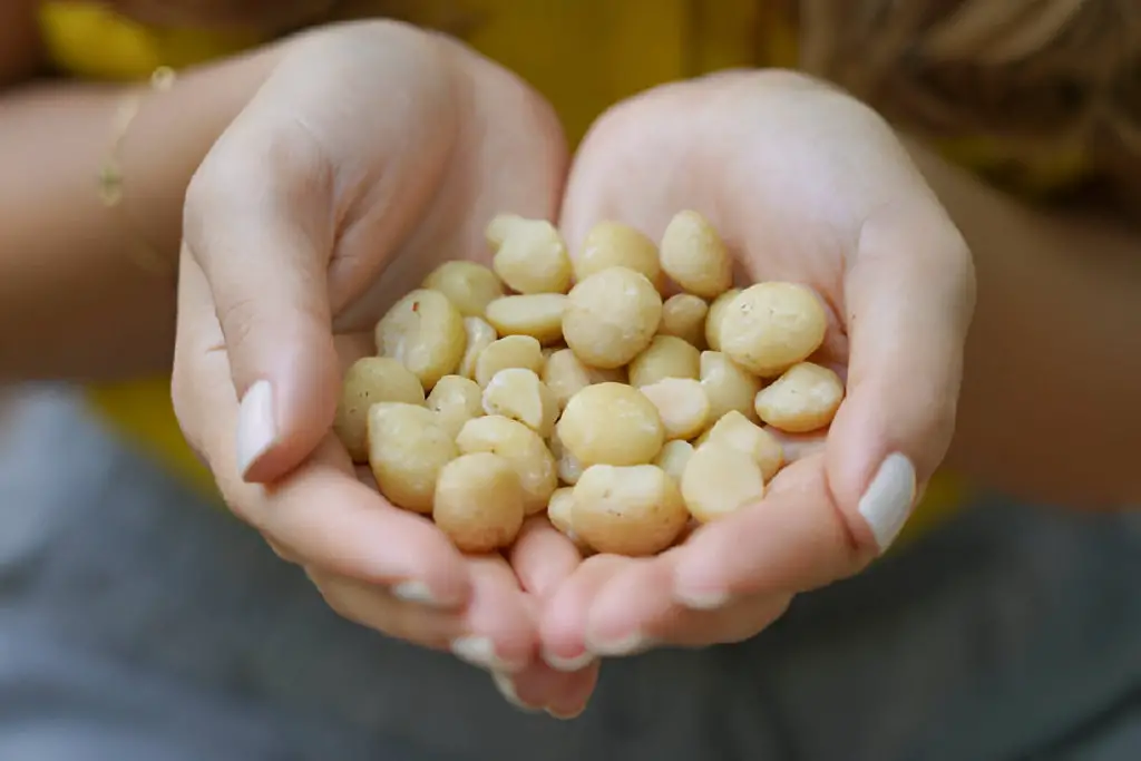 macadamia nuts close up holding-a-handful of macadamia nuts