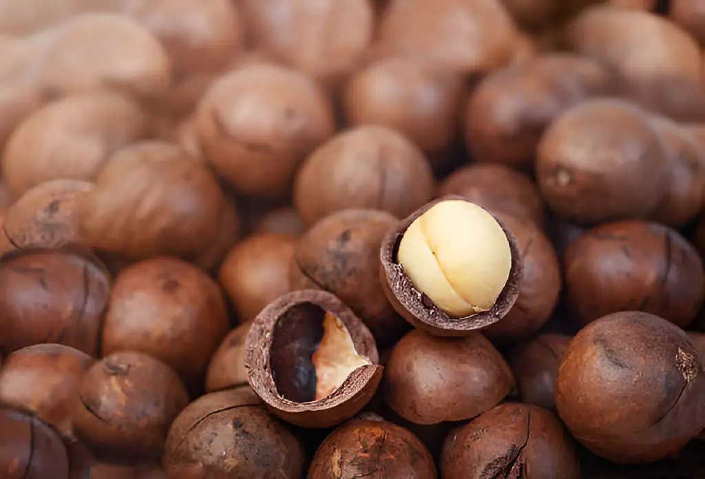 macadamia nuts