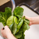 washing cabbage in kitchen