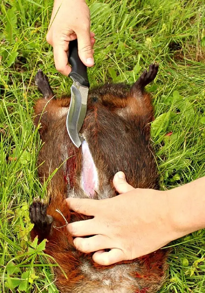 What Does Groundhog Taste Like? Does It Taste Like Squirrel