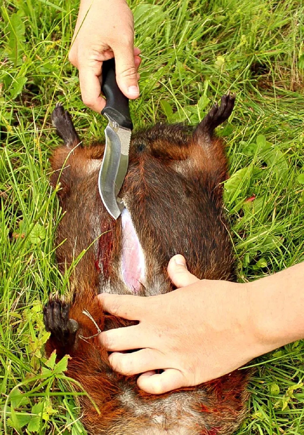 butcher groundhog meat