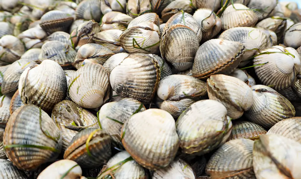 cockle seafood clams shell