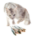 cat and cat food fish