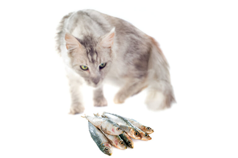 Canned Sardines in Water for Cats: A Healthy Treat or a Risky Snack?