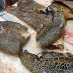 turtle meat sale in central america