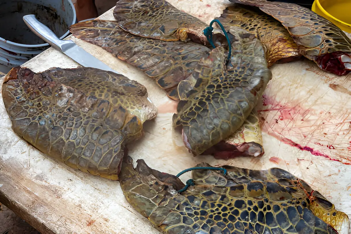 turtle meat sale in central america