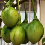 tamarillo fruits green solanum-betaceum