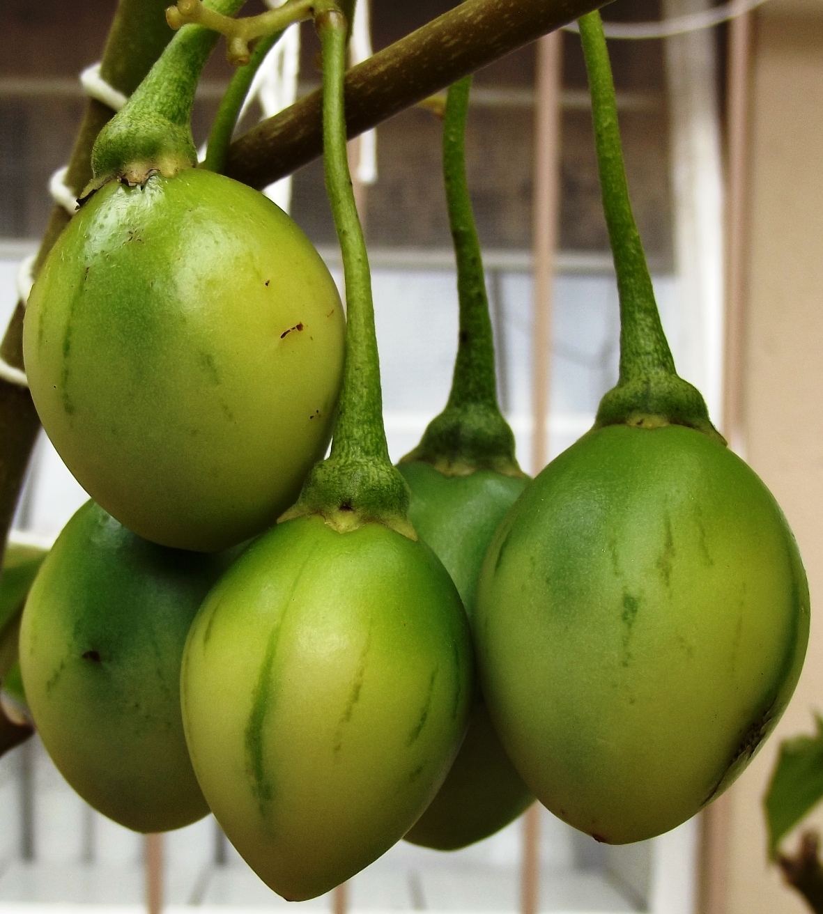 tamarillo fruits green solanum-betaceum