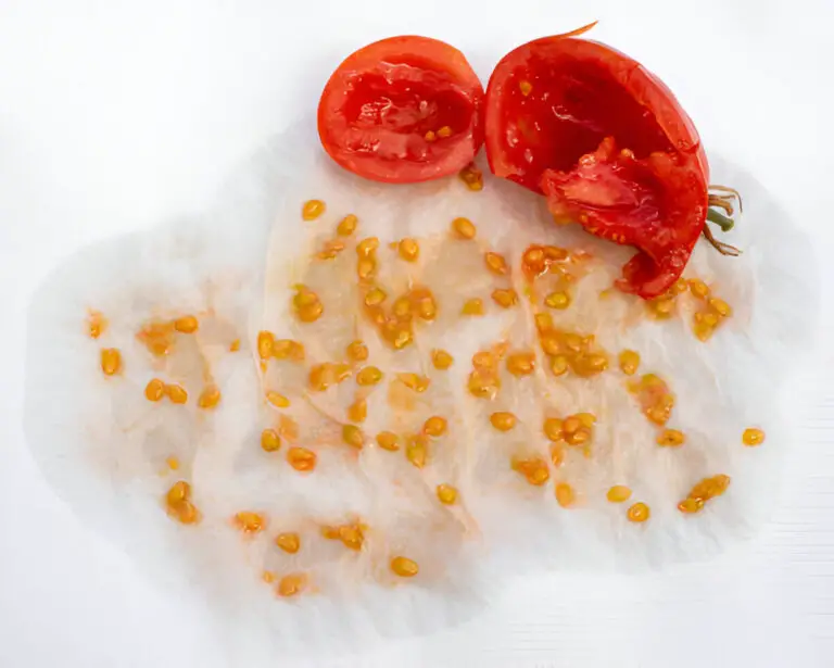 Do You Really Need to Take Seeds Out of Tomatoes for Spaghetti Sauce?