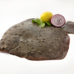 turbot fish