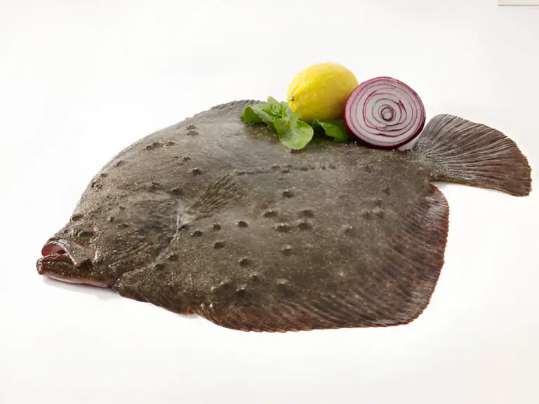 turbot fish