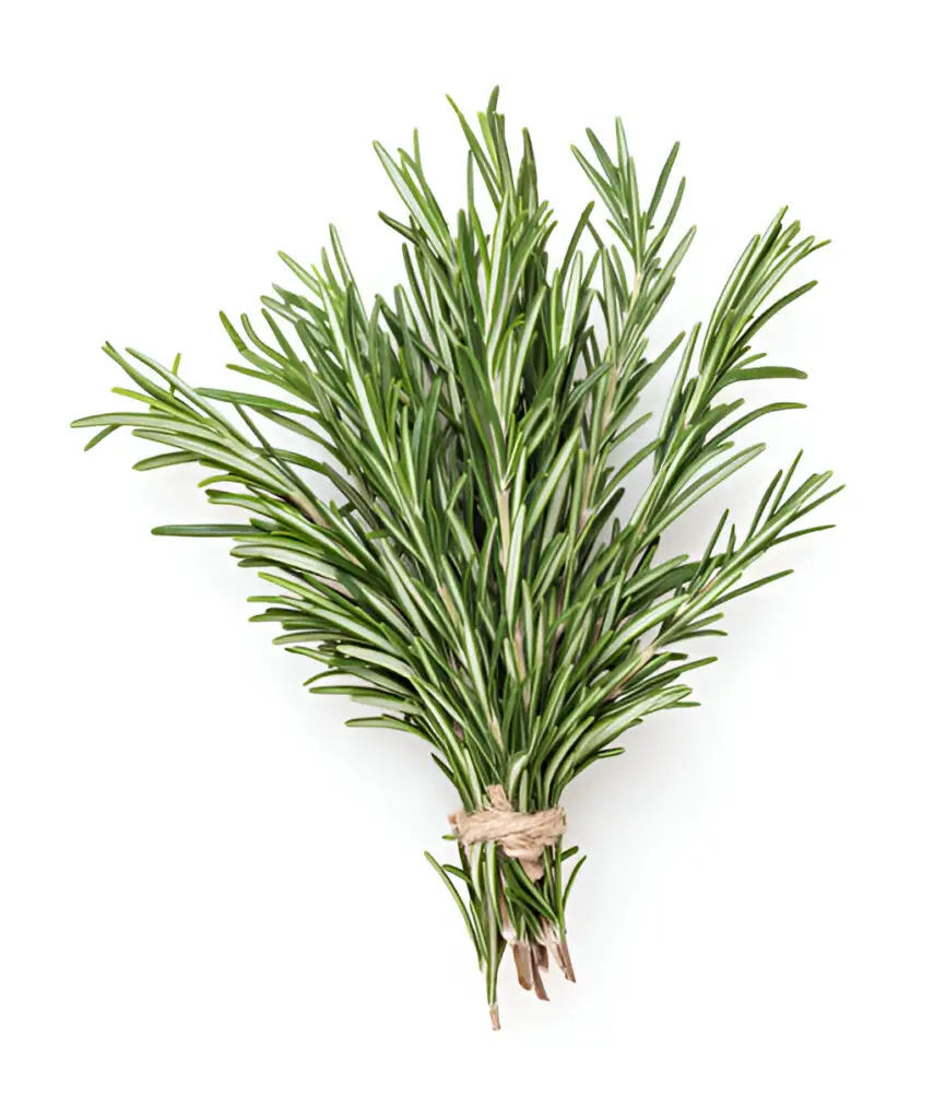 fresh rosemary bunch