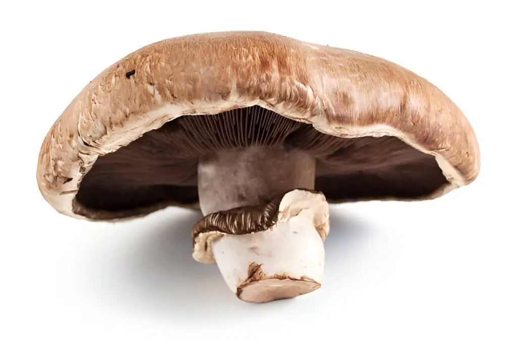portabella mushroom