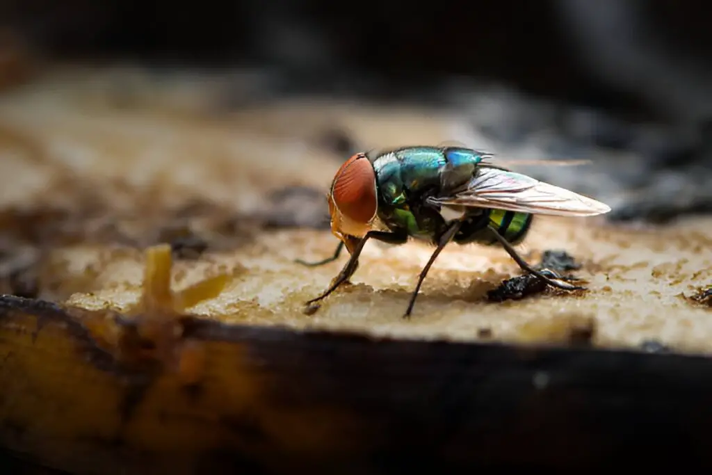 green housefly using its labellum to suck banana meat