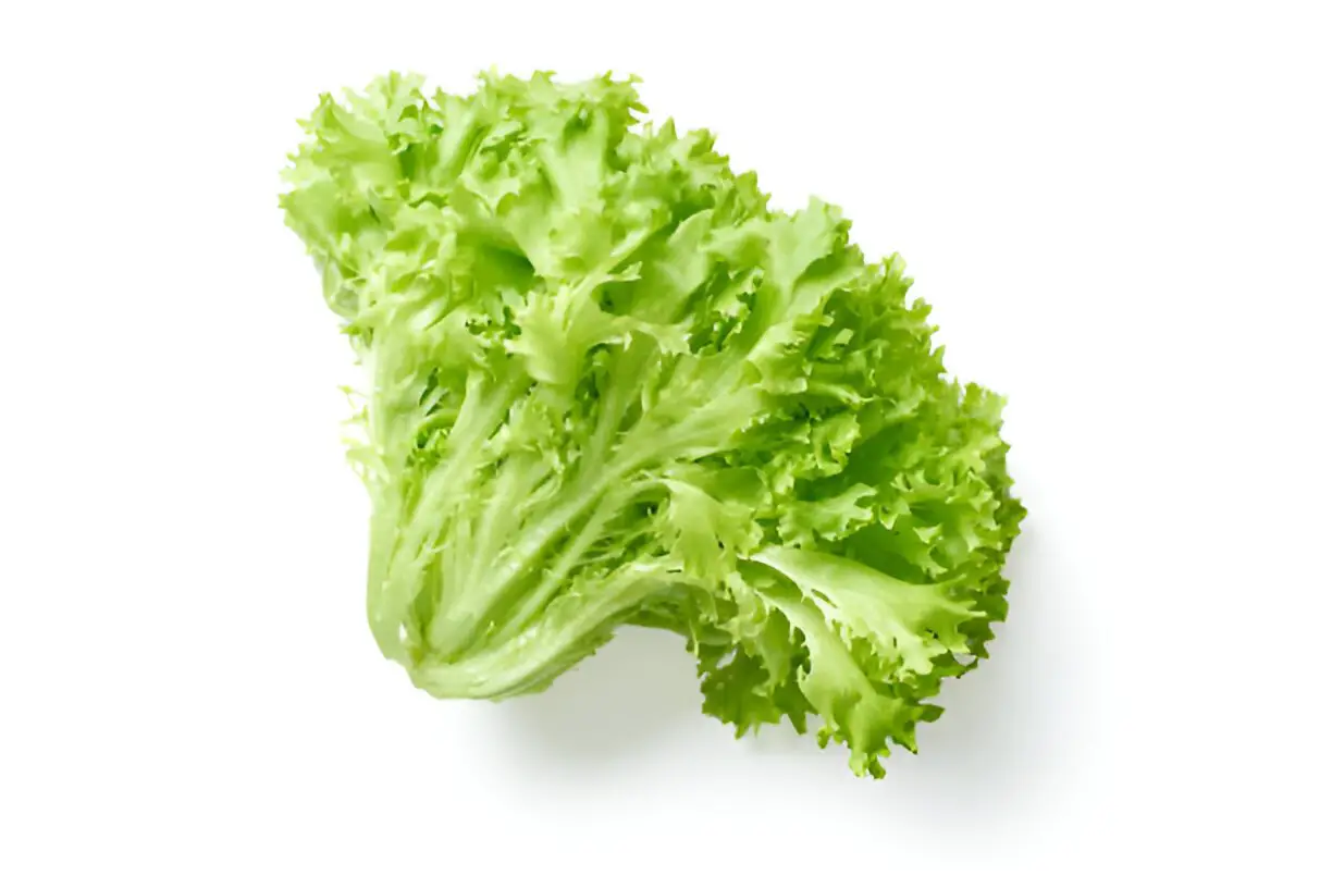 salad head lettuce