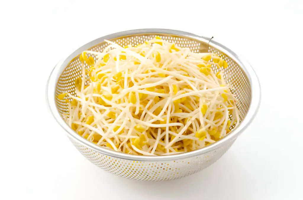 fresh soybean sprouts in stainless steel colander