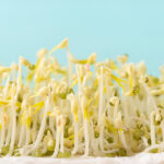 mung bean sprouts