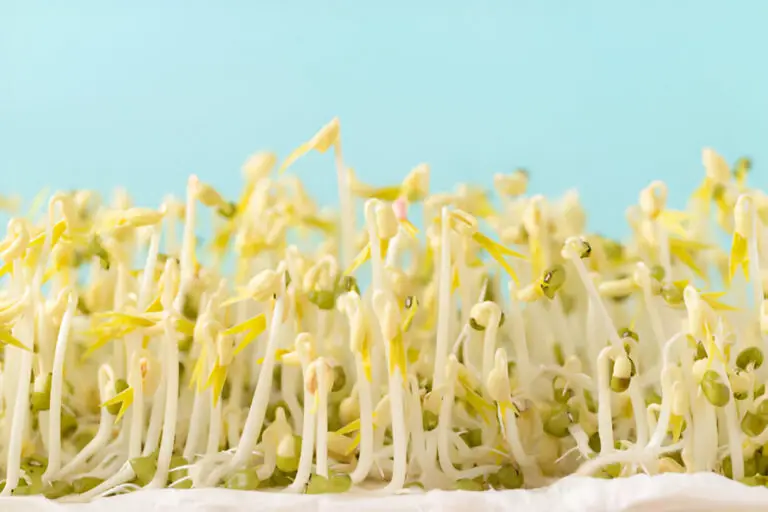 mung bean sprouts