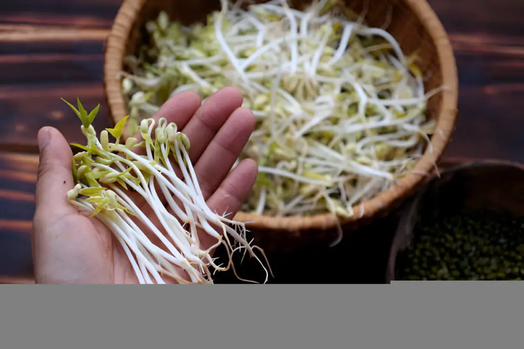 homemade bean sprouts germinate of green beans