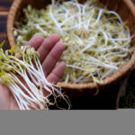 homemade bean sprouts germinate of green beans
