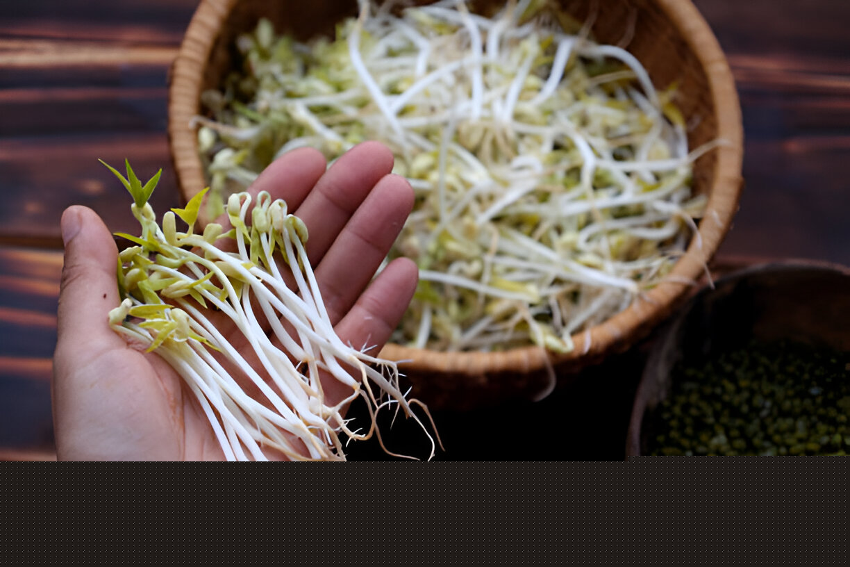 homemade bean sprouts germinate of green beans